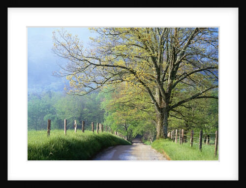 Cades Cove Lane in Great Smoky Mountains National Park by Anonymous