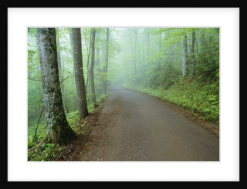 Road in Great Smoky Mountains National Park by Anonymous