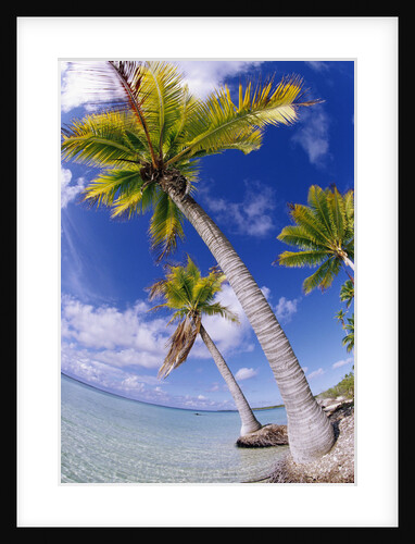 Palms on Beach in Tuamotu Islands by Anonymous