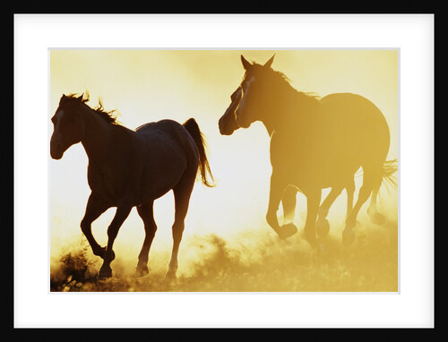 Horses Running at Sunset by Anonymous