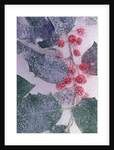 Holly Branch Frozen in Ice by Anonymous