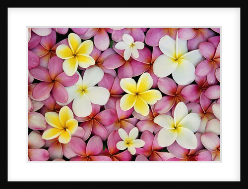 Plumeria Flowers by Anonymous