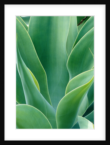 Agave Plant by Anonymous