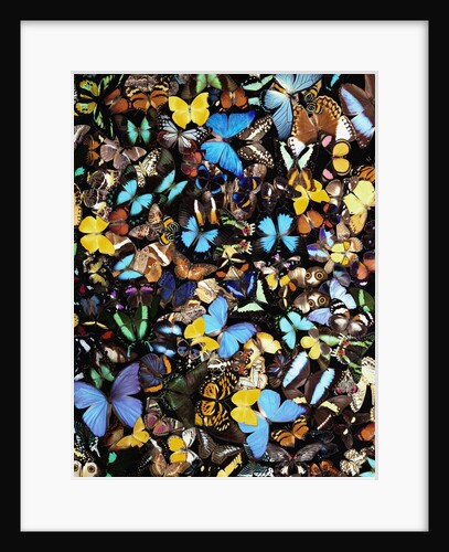 Butterflies by Anonymous