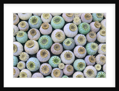 Dried and Green Poppy Seed Heads by Anonymous