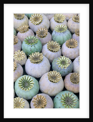 Dried and Green Poppy Seed Heads by Anonymous