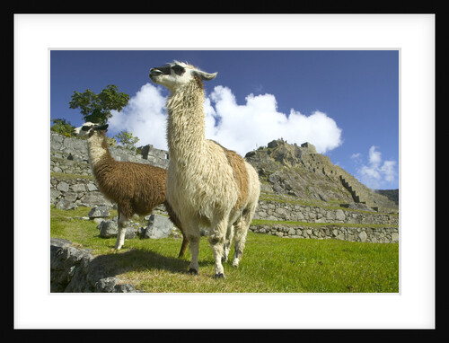 Two Alpaca at Machu Picchu by Anonymous