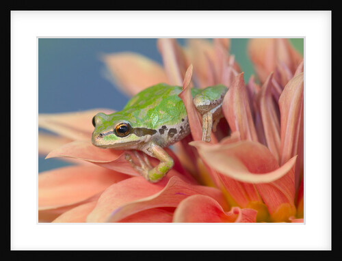 Pacific Tree Frog in Dahlia by Anonymous