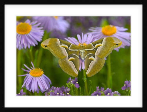Ailanthus Silkmoth on Aster Flower by Anonymous