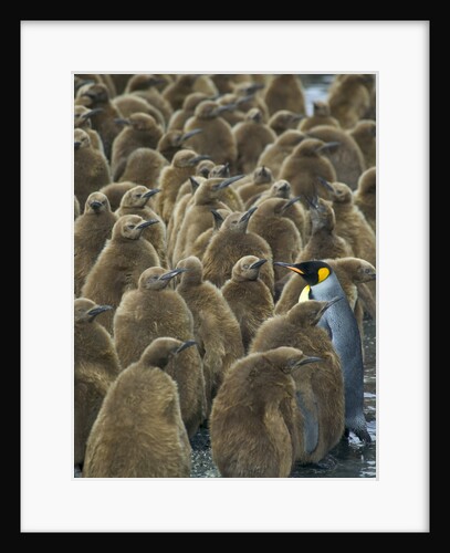 Adult King Penguin with Group of Juveniles by Anonymous