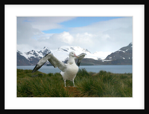 Wandering Albatross at Nesting Site on Albatross Island by Anonymous