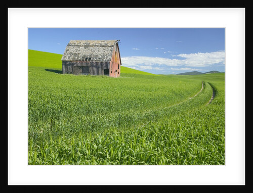 Barn and Vehicle Tracks in Wheat Field in Idaho by Anonymous