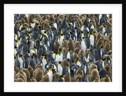 King Penguin Colony on South Georgia Island by Anonymous