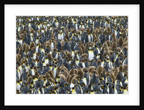 King Penguin Colony on South Georgia Island by Anonymous