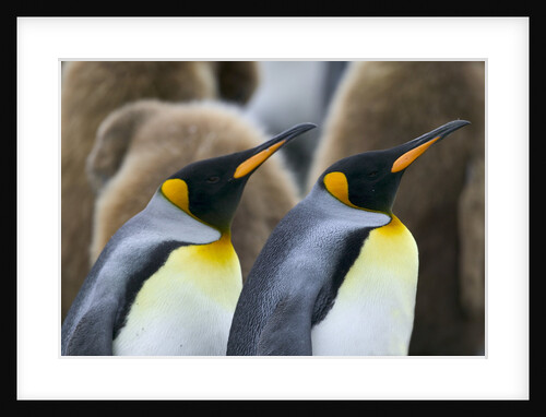 Two Adult King Penguins by Juveniles by Anonymous