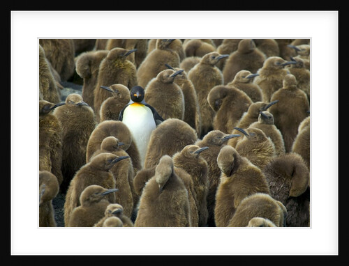 Adult King Penguin with Group of Juveniles by Anonymous