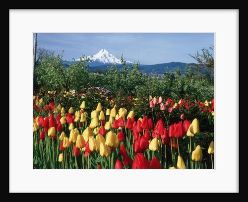 Mount Hood - Oregon by Anonymous