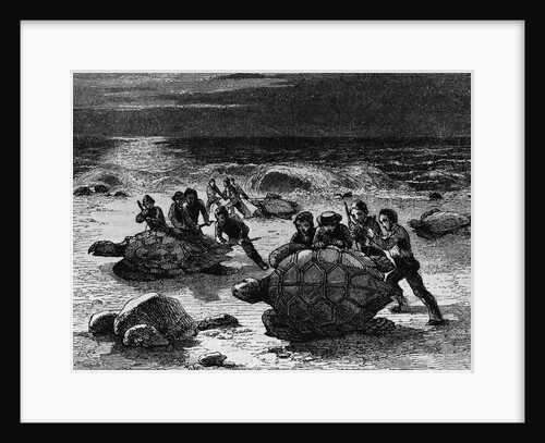 Catching Giant Tortoises by Anonymous
