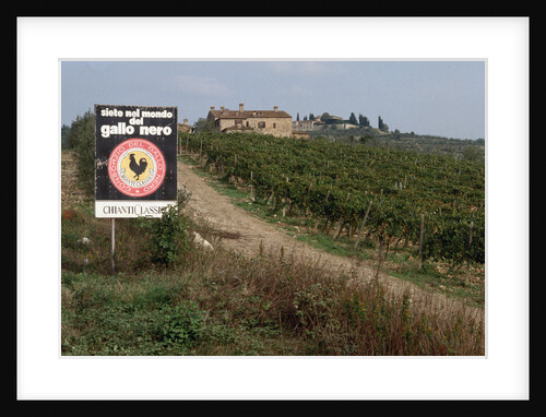 Vineyard in Tuscany by Anonymous