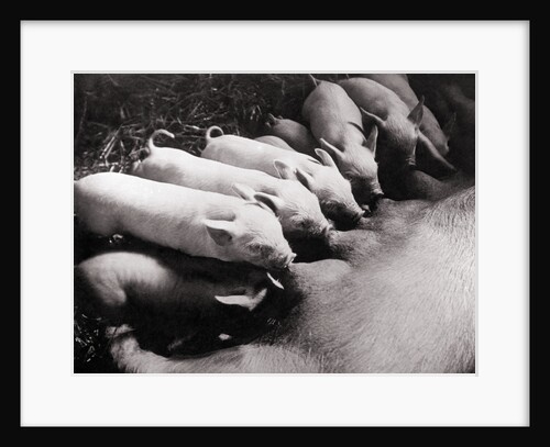 Piglets Suckling at Mother's Teats by Anonymous