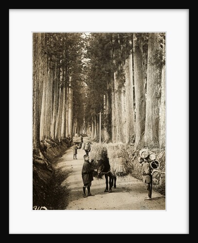 Portrait of Trees at Nikko by Anonymous