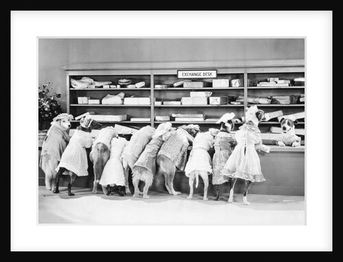 Dogs Dressed As Women At Exchange Desk by Anonymous
