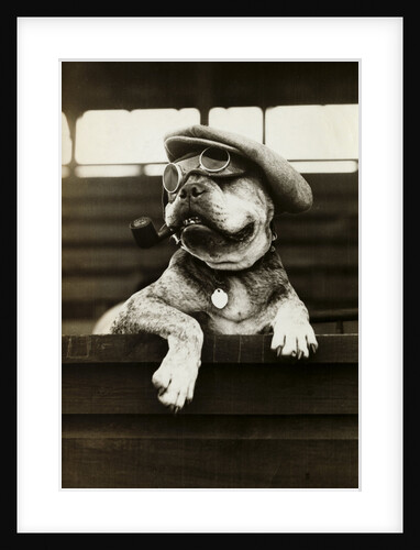 Dog Wearing Hat and Goggles by Anonymous