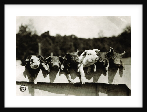 Row of Pigs Resting on Fence by Anonymous