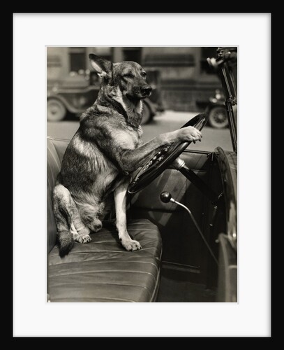 German Shepherd Driving a Car by Anonymous