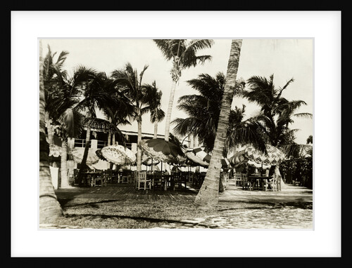 Umbrella Covered Tables Under Palm Trees by Anonymous