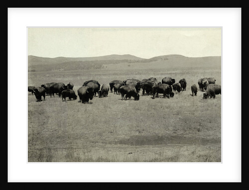 Herd of Buffalo Grazing by Anonymous