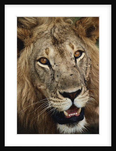 Male Lion's Face by Anonymous
