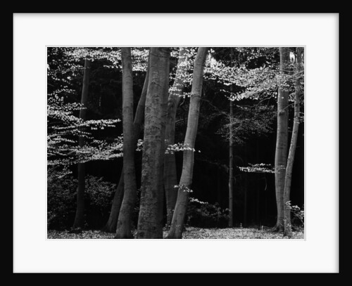 Beech Forest, Netherlands, 1971 by Anonymous