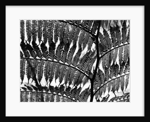 Fern Silhouette by Brett Weston