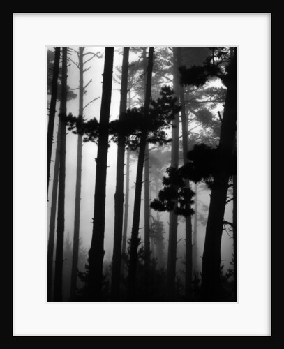Pines in Fog, 1962 by Anonymous