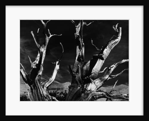 Dead Tree in the Desert by Anonymous