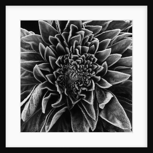 Velvet Leaved Plant by Brett Weston