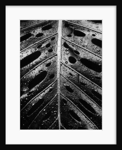 Wet Leaf by Brett Weston