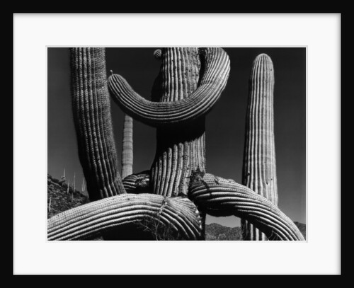 Tangled Arms of a Saguaro by Anonymous