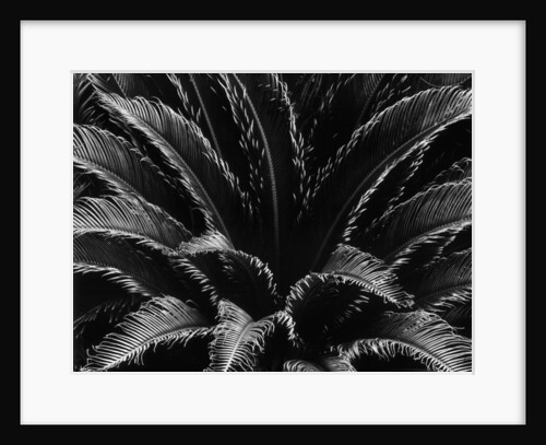 Crown of a Palm Tree by Anonymous