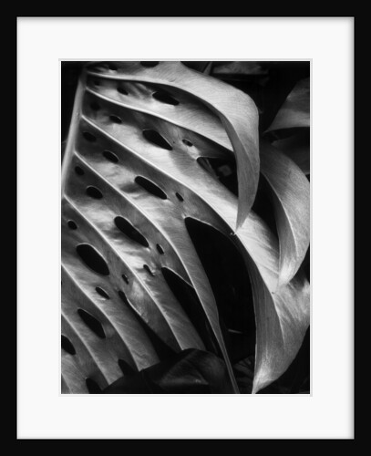 Leaf Composition by Anonymous