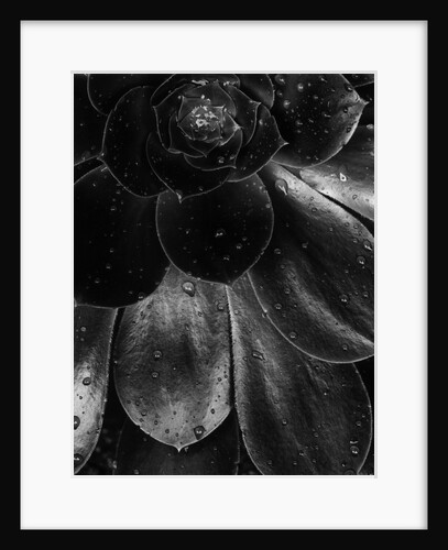 Droplets on a Succulent Plant by Anonymous