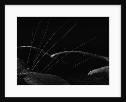 Grass and Lava by Brett Weston