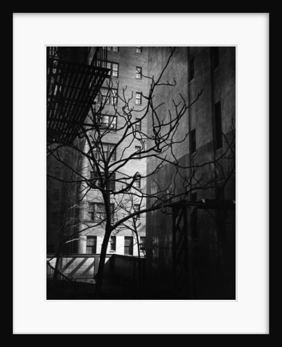 Bare Tree Below Buildings, Manhattan, 1944 by Anonymous