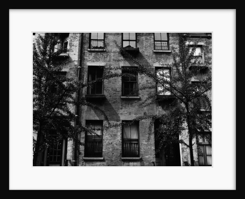 Trees and Windows, Manhattan, 1944 by Anonymous