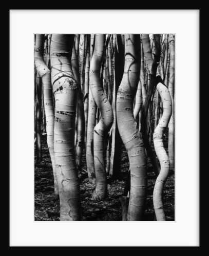 Trees, 1972 by Anonymous