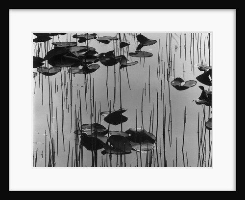 Reeds amd Lily Pads, Alaska, 1973 by Anonymous