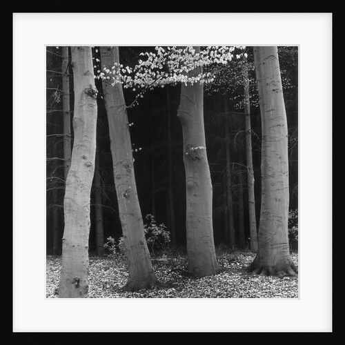 Beech Forest, Netherlands, 1971 by Anonymous