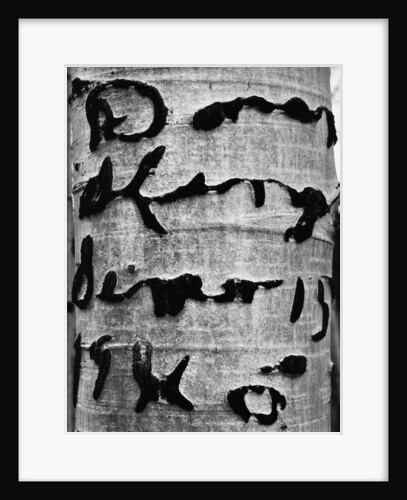 Tree Bark Graffiti by Anonymous
