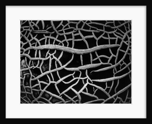 Abstract Pattern by Brett Weston